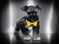 ECHO- TCUP S/P MALE, a male Miniature Schnauzer for sale in Tremonton, UT – 2 of 3