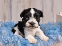 Gidget- MICRO TCUP Wheaten, a female Miniature Schnauzer for sale in Tremonton, UT – 5 of 9