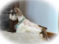 Genevieve- Micro Tcup, a female Miniature Schnauzer for sale in Tremonton, UT – Photo 3 of 8