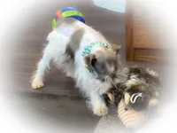 Genevieve- Micro Tcup, a female Miniature Schnauzer for sale in Tremonton, UT – Photo 4 of 8