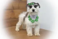 Genevieve- Micro Tcup ON SALE, a female Miniature Schnauzer for sale in Tremonton, UT – Photo 1 of 10