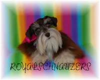 Genevieve- Micro Tcup, a female Miniature Schnauzer for sale in Tremonton, UT – Photo 7 of 8