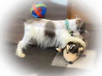 Genevieve- Micro Tcup, a female Miniature Schnauzer for sale in Tremonton, UT – Photo 6 of 8