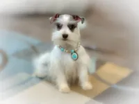 Genevieve- Micro Tcup, a female Miniature Schnauzer for sale in Tremonton, UT – Photo 5 of 8