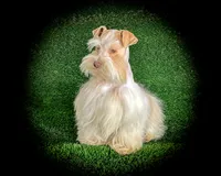 Genevieve- Micro Tcup, a female Miniature Schnauzer for sale in Tremonton, UT – Photo 8 of 8