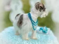 Genevieve- Micro Tcup, a female Miniature Schnauzer for sale in Tremonton, UT – Photo 2 of 8