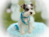 Genevieve- Micro Tcup, a female Miniature Schnauzer for sale in Tremonton, UT – Photo 1 of 8