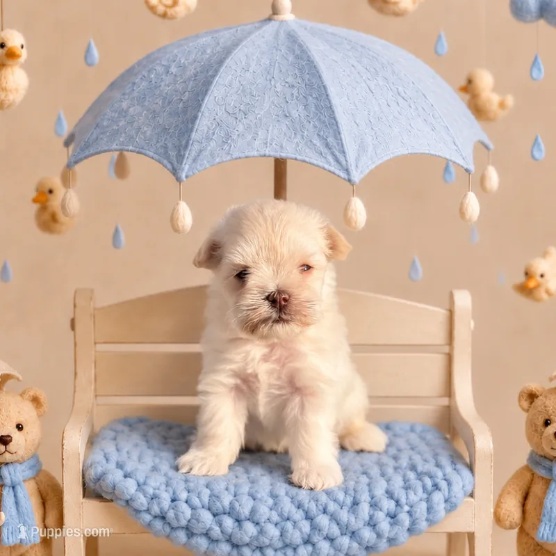 Denim- Toy Wheaten – Miniature Schnauzer puppy for sale in Tremonton, UT