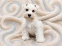BRINLEY- DBL BLUE EYES, a female Miniature Schnauzer for sale in Tremonton, UT – 2 of 6