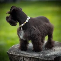 HERSHEY- TOY LIVER F, a female Miniature Schnauzer for sale in Tremonton, UT – Photo 7 of 7