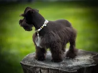 HERSHEY- TOY LIVER, a female Miniature Schnauzer for sale in Tremonton, UT – Photo 7 of 7