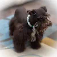 HERSHEY- TOY LIVER F, a female Miniature Schnauzer for sale in Tremonton, UT – Photo 4 of 7