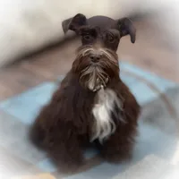 HERSHEY- TOY LIVER F, a female Miniature Schnauzer for sale in Tremonton, UT – Photo 5 of 7