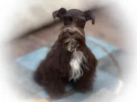 HERSHEY- TOY LIVER, a female Miniature Schnauzer for sale in Tremonton, UT – Photo 5 of 7