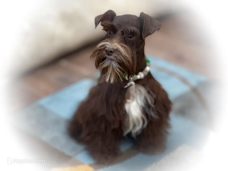 HERSHEY- TOY LIVER F – Miniature Schnauzer puppy for sale in Tremonton, UT