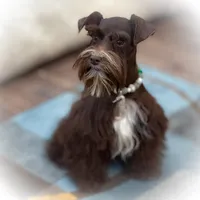 HERSHEY- TOY LIVER F, a female Miniature Schnauzer for sale in Tremonton, UT – Photo 3 of 7