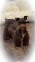 HERSHEY- TOY LIVER F, a female Miniature Schnauzer for sale in Tremonton, UT – Photo 10 of 10