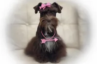 HERSHEY- TOY LIVER, a female Miniature Schnauzer for sale in Tremonton, UT – Photo 1 of 7