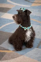 HERSHEY- TOY LIVER F, a female Miniature Schnauzer for sale in Tremonton, UT – Photo 3 of 10