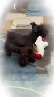 HERSHEY- TOY LIVER F, a female Miniature Schnauzer for sale in Tremonton, UT – Photo 8 of 10