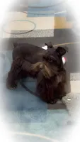 HERSHEY- TOY LIVER F, a female Miniature Schnauzer for sale in Tremonton, UT – Photo 9 of 10