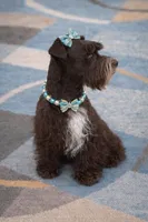 HERSHEY- TOY LIVER F, a female Miniature Schnauzer for sale in Tremonton, UT – Photo 2 of 10