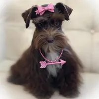 HERSHEY- TOY LIVER F, a female Miniature Schnauzer for sale in Tremonton, UT – Photo 1 of 7