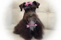 HERSHEY- TOY LIVER, a female Miniature Schnauzer for sale in Tremonton, UT – Photo 2 of 7