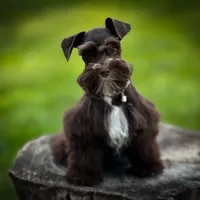 HERSHEY- TOY LIVER F, a female Miniature Schnauzer for sale in Tremonton, UT – Photo 6 of 7