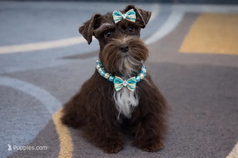 HERSHEY- TOY LIVER F – Miniature Schnauzer puppy for sale in Tremonton, UT
