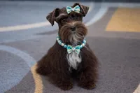 HERSHEY- TOY LIVER F, a female Miniature Schnauzer for sale in Tremonton, UT – Photo 1 of 10