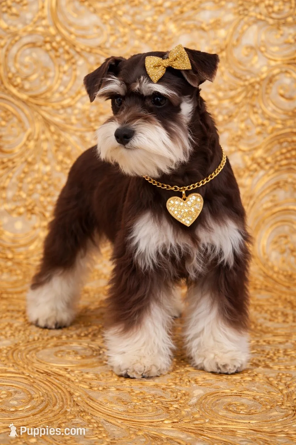 FRENCHIE- TINY TOY LIVER TAN F – Miniature Schnauzer puppy on hold in Tremonton, UT