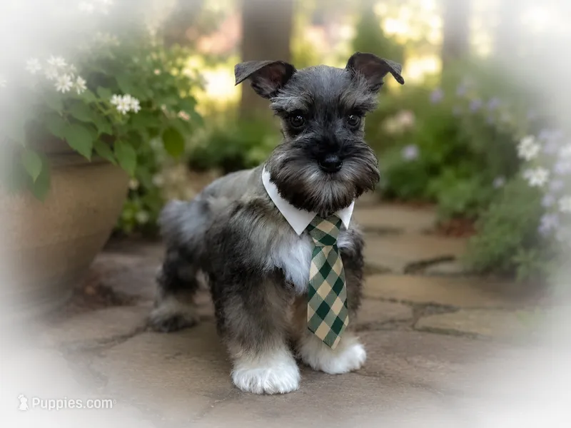 ECHO- TCUP S/P MALE – Miniature Schnauzer puppy for sale in Tremonton, UT