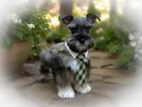 ECHO- TCUP S/P MALE  , a male Miniature Schnauzer for sale in Tremonton, UT – 2 of 7