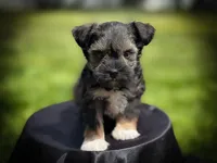 ECHO- TCUP S/P MALE, a male Miniature Schnauzer for sale in Tremonton, UT – 3 of 3