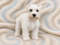 BRINLEY- DBL BLUE EYES, a female Miniature Schnauzer for sale in Tremonton, UT – 4 of 6