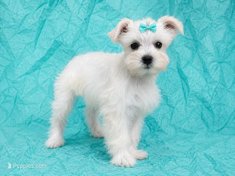 BREE- TINY TOY – Miniature Schnauzer puppy for sale in Tremonton, UT