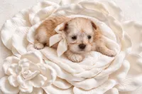 Nacho- Tcup Wheaten, a male Miniature Schnauzer for sale in Tremonton, UT – 4 of 4