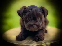 GISELLE- LIVER PEPPER TCUP, a female Miniature Schnauzer for sale in Tremonton, UT – 2 of 2