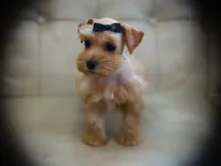 CELESTE- RED WHEATEN, a female Miniature Schnauzer for sale in Tremonton, UT – 2 of 3
