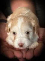 Rio- Red M , a male Miniature Schnauzer for sale in Tremonton, UT – 9 of 10