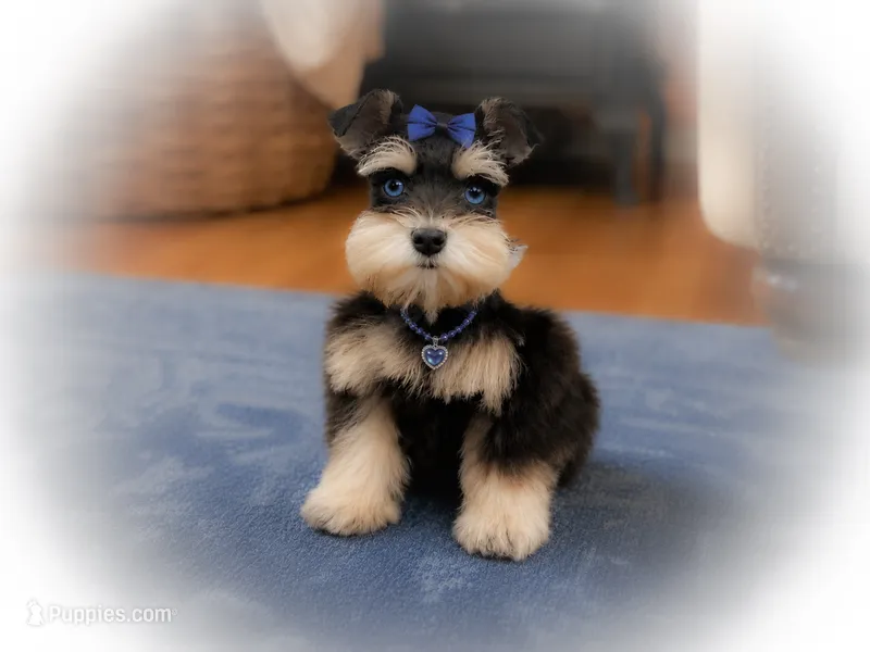 MITZIE- TCUP LIVER AND RUST – Miniature Schnauzer puppy for sale in Tremonton, UT