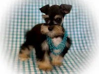 MAGIC- Tiny Toy Red Pepper, a female Miniature Schnauzer for sale in Tremonton, UT – Photo 2 of 5