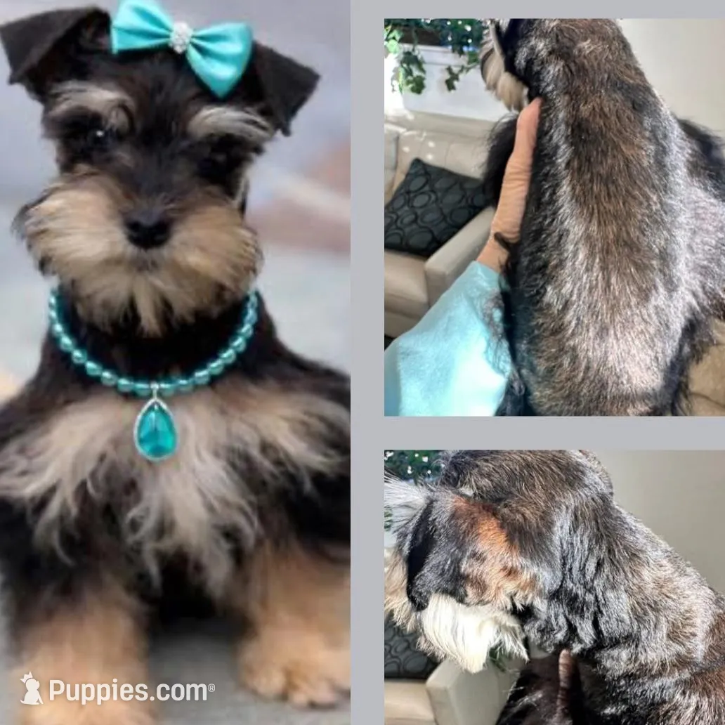 MAGIC- Tiny Toy Red Pepper