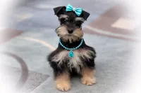 MAGIC- Tiny Toy Red Pepper, a female Miniature Schnauzer for sale in Tremonton, UT – Photo 1 of 5