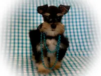 MAGIC- Tiny Toy Red Pepper, a female Miniature Schnauzer for sale in Tremonton, UT – Photo 4 of 5