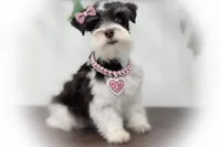 Olivia- Tcup on sale, a female Miniature Schnauzer for sale in Tremonton, UT – Photo 1 of 4
