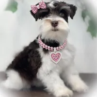 Olivia- Tcup F, a female Miniature Schnauzer for sale in Tremonton, UT – Photo 3 of 4