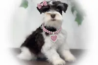 Olivia- Tcup on sale, a female Miniature Schnauzer for sale in Tremonton, UT – Photo 3 of 4