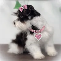 Olivia- Tcup F, a female Miniature Schnauzer for sale in Tremonton, UT – Photo 2 of 4